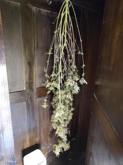 Sensi Seeds - Big Bud Cutlings #2 #3 #4. Week 12