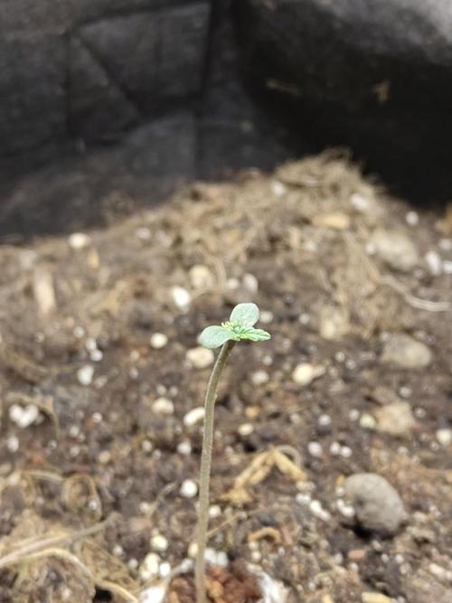 White Label White Diesel Hasze Automatic. Week 0