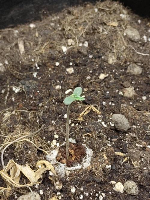 White Label White Diesel Hasze Automatic. Week 0