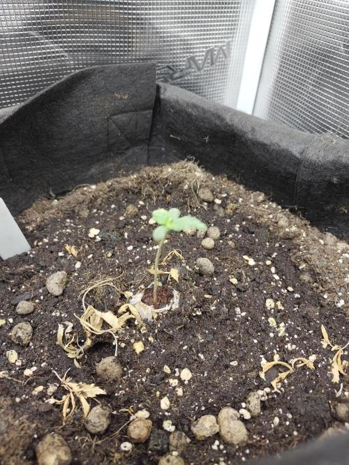 White Label White Diesel Hasze Automatic. Week 0