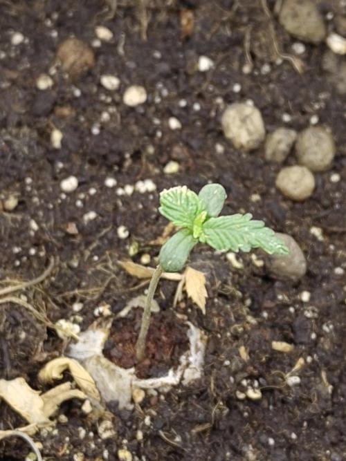 White Label White Diesel Hasze Automatic. Week 0