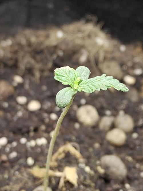 White Label White Diesel Hasze Automatic. Week 0