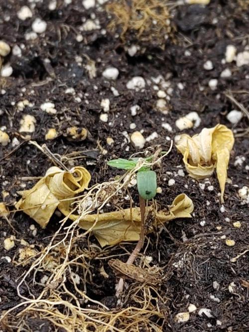 Sensi Seeds - Sticky Orange Automatic. Week 0