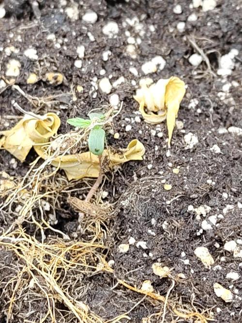 Sensi Seeds - Sticky Orange Automatic. Week 0