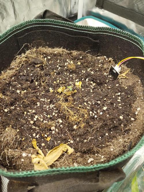 Sensi Seeds - Sticky Orange Automatic. Week 0