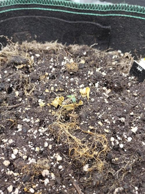 Fast Buds – LSD 25. Week 0