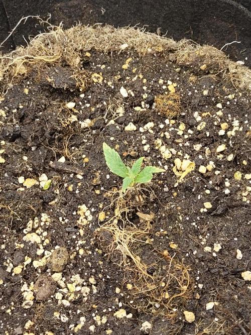 Fast Buds – LSD 25. Week 1