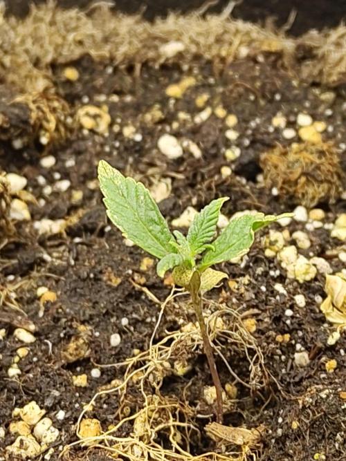 Fast Buds – LSD 25. Week 1