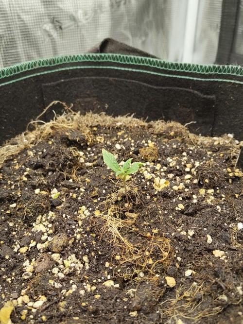 Fast Buds – LSD 25. Week 1