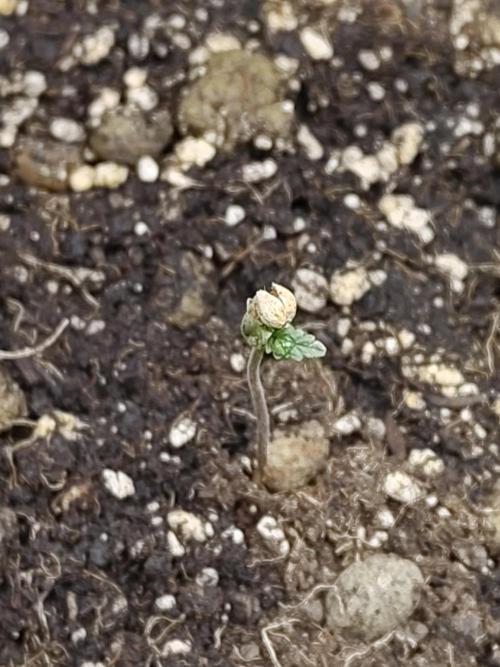 Fast Buds – Mexican Airlines. Week 0