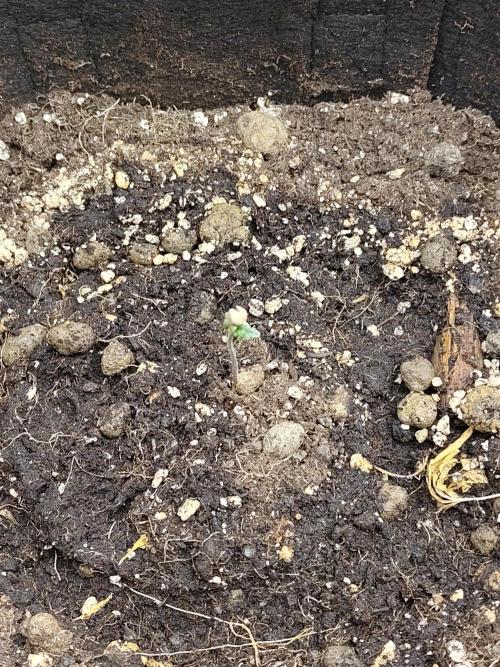 Fast Buds – Mexican Airlines. Week 0