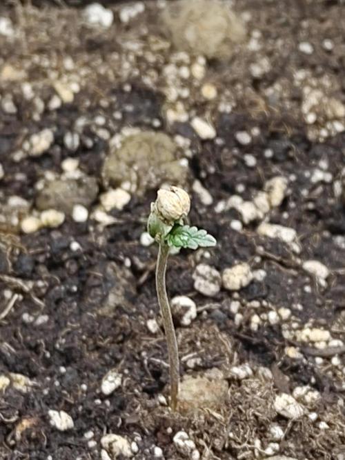 Fast Buds – Mexican Airlines. Week 0