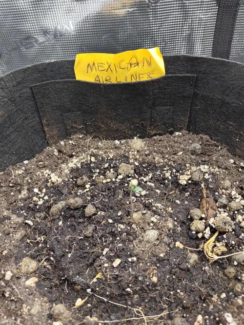 Fast Buds – Mexican Airlines. Week 0