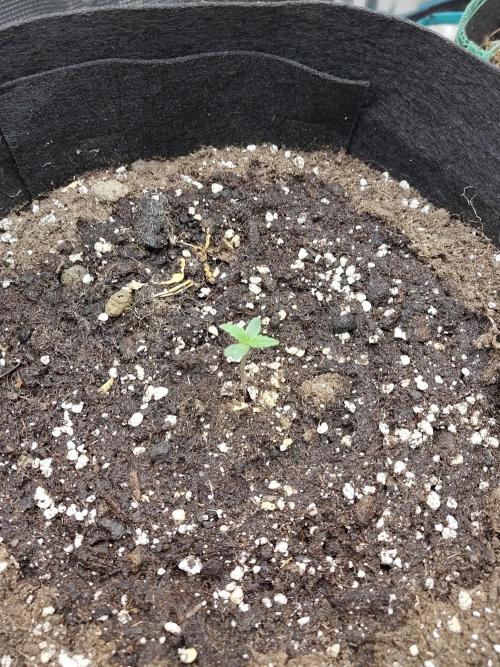 Fast Buds – Jack Herer. Week 0