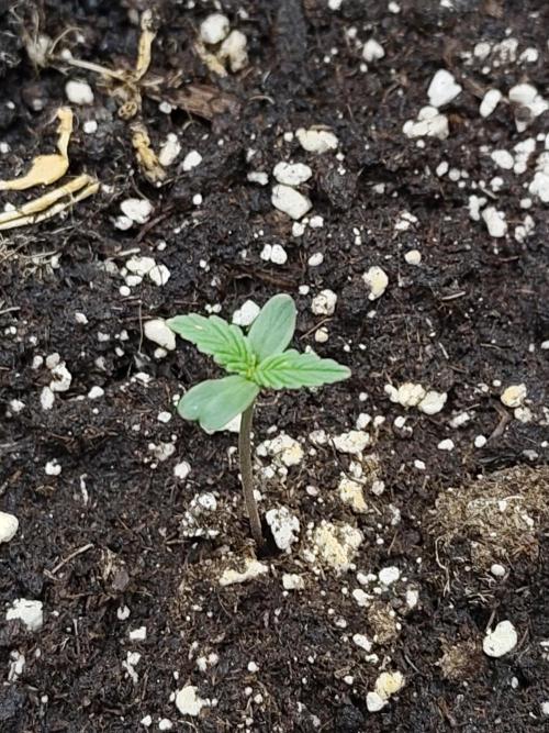 Fast Buds – Jack Herer. Week 0