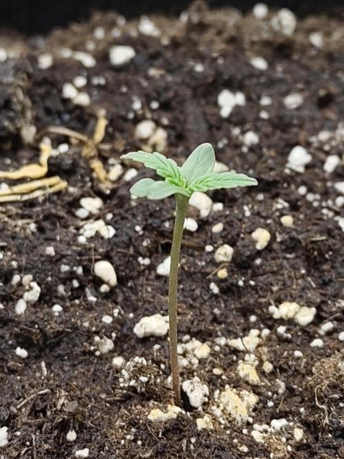 Fast Buds – Jack Herer. Week 0