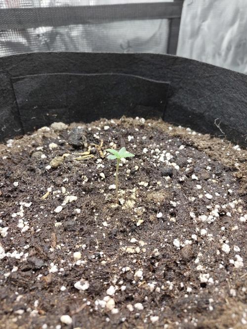 Fast Buds – Jack Herer. Week 0