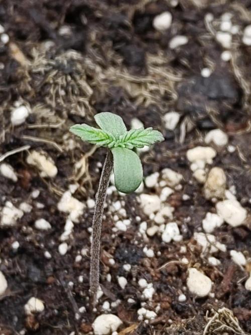 Sensi Seeds - Sticky Orange Automatic. Week 0