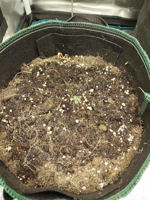 Sensi Seeds - Sticky Orange Automatic. Week 0