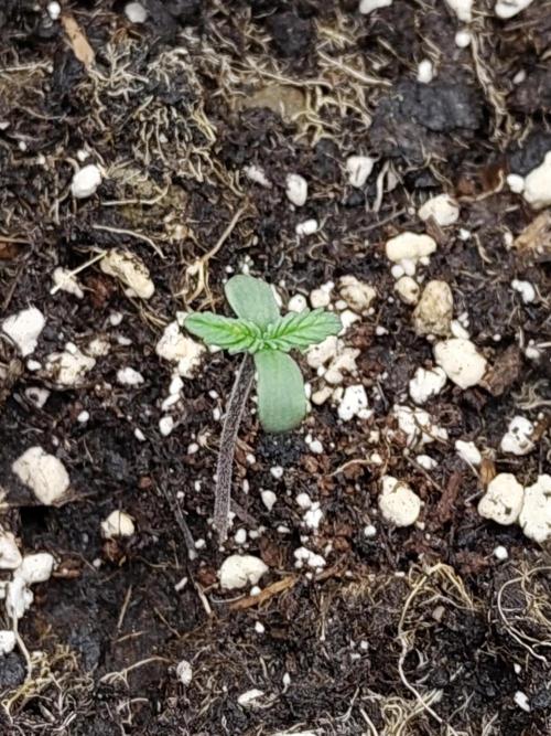 Sensi Seeds - Sticky Orange Automatic. Week 0