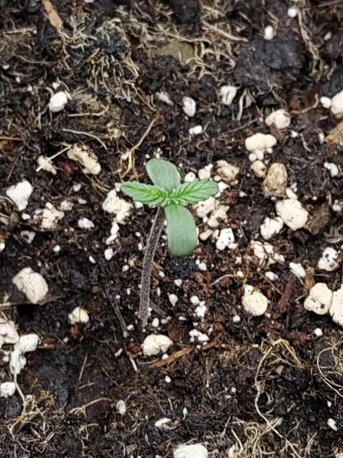 Sensi Seeds - Sticky Orange Automatic. Week 0