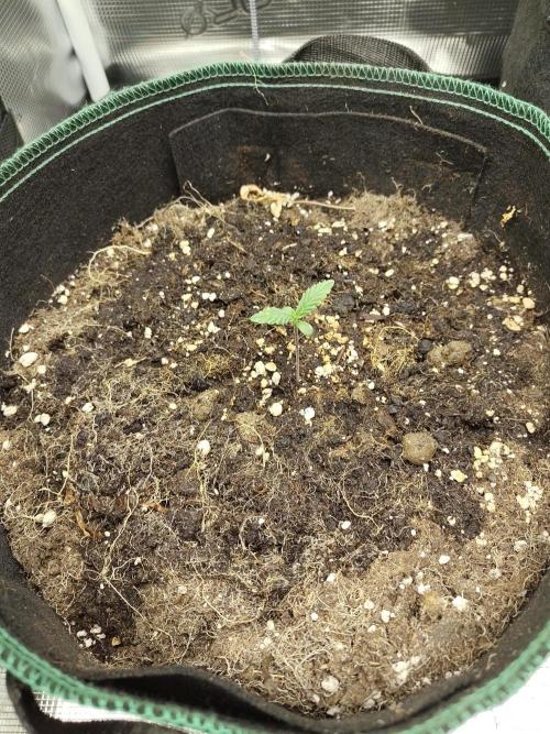 Sensi Seeds - Sticky Orange Automatic. Week 1