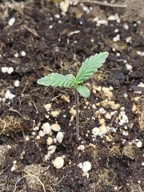 Sensi Seeds - Sticky Orange Automatic. Week 1