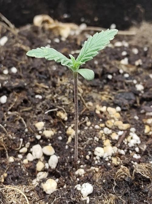 Sensi Seeds - Sticky Orange Automatic. Week 1