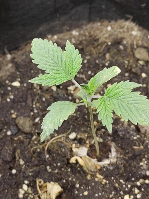 White Label White Diesel Hasze Automatic. Week 1