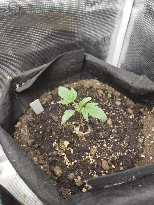 White Label White Diesel Hasze Automatic. Week 1