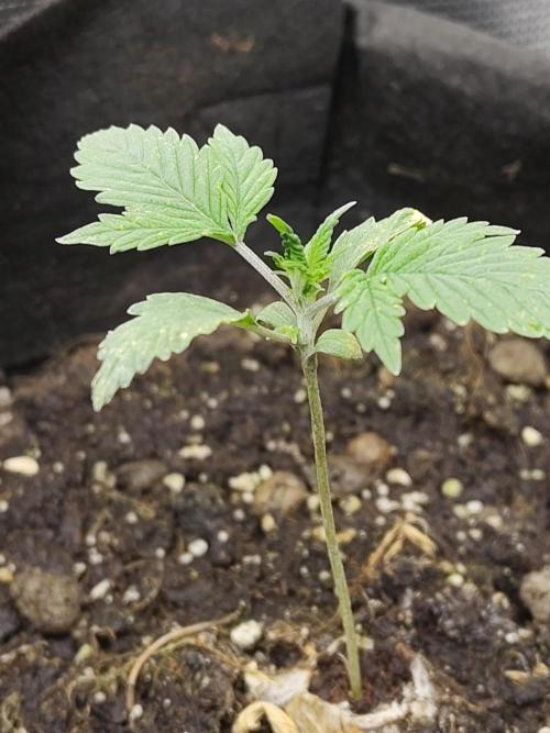 White Label White Diesel Hasze Automatic. Week 1