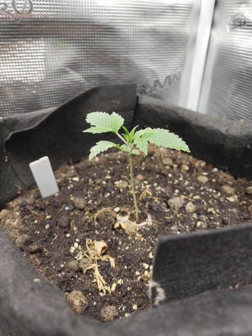 White Label White Diesel Hasze Automatic. Week 1