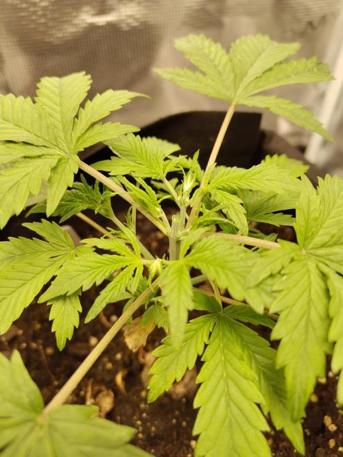 White Label White Diesel Hasze Automatic. Week 3