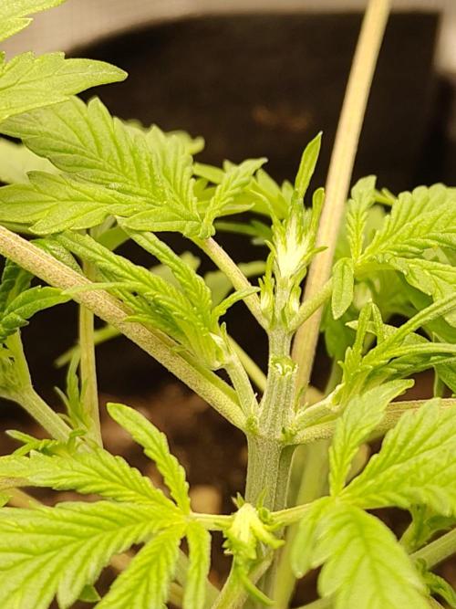 White Label White Diesel Hasze Automatic. Week 3