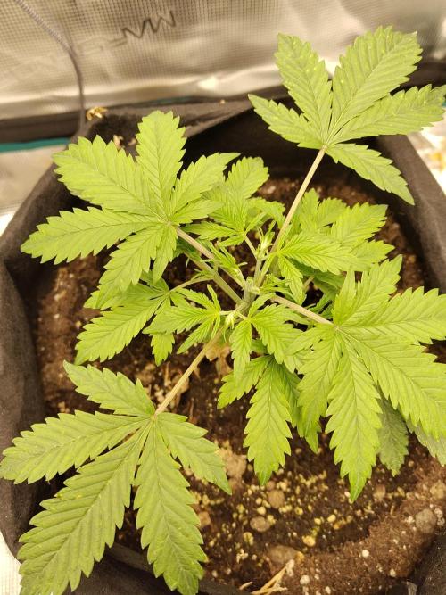 White Label White Diesel Hasze Automatic. Week 3