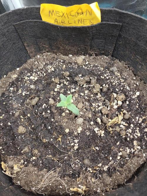 Fast Buds – Mexican Airlines. Week 2