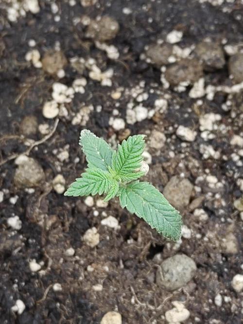 Fast Buds – Mexican Airlines. Week 2