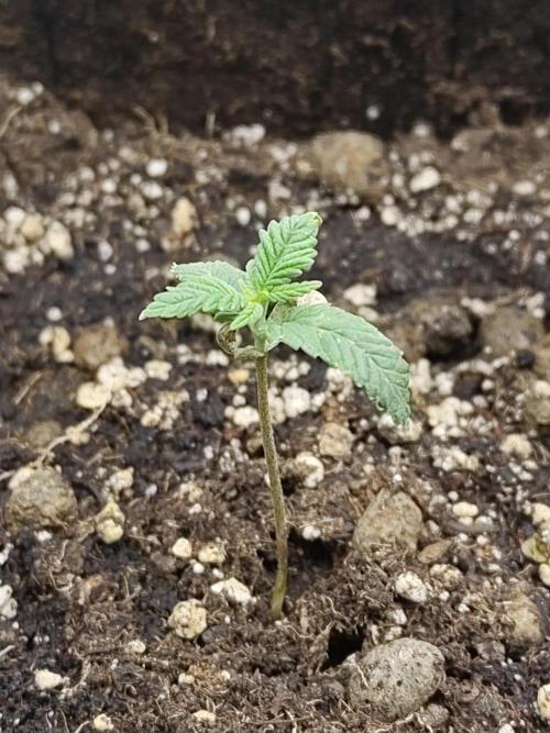 Fast Buds – Mexican Airlines. Week 2