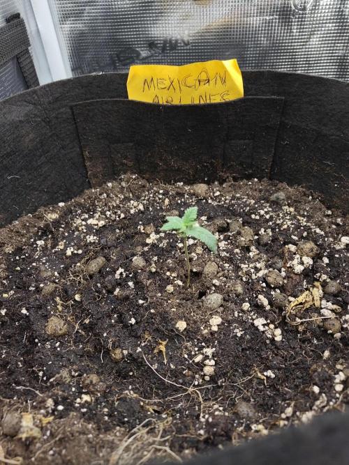 Fast Buds – Mexican Airlines. Week 2