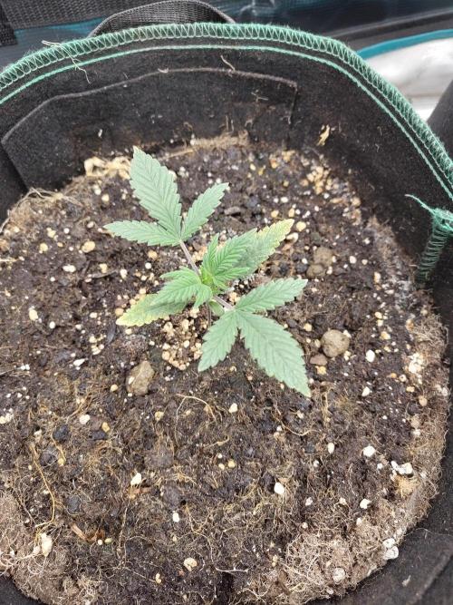 Sensi Seeds - Sticky Orange Automatic. Week 3