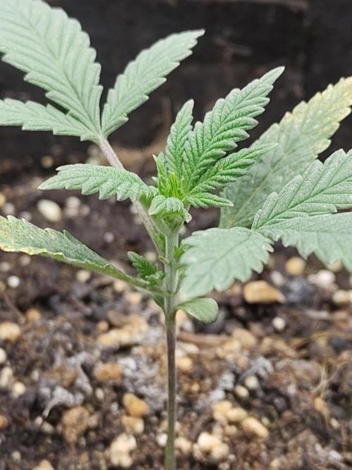 Sensi Seeds - Sticky Orange Automatic. Week 3