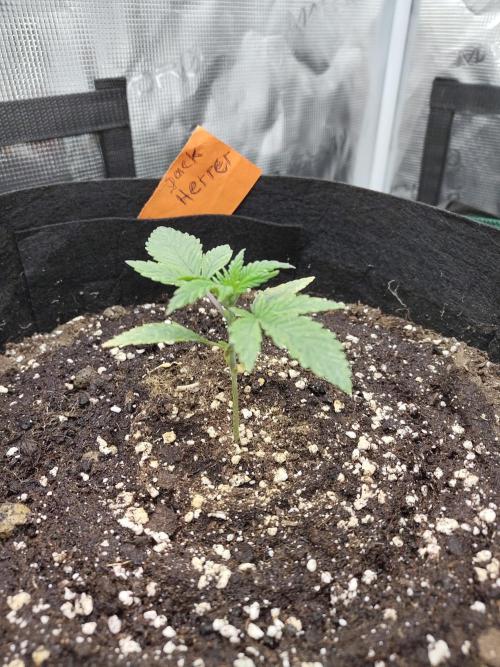 Fast Buds – Jack Herer. Week 2