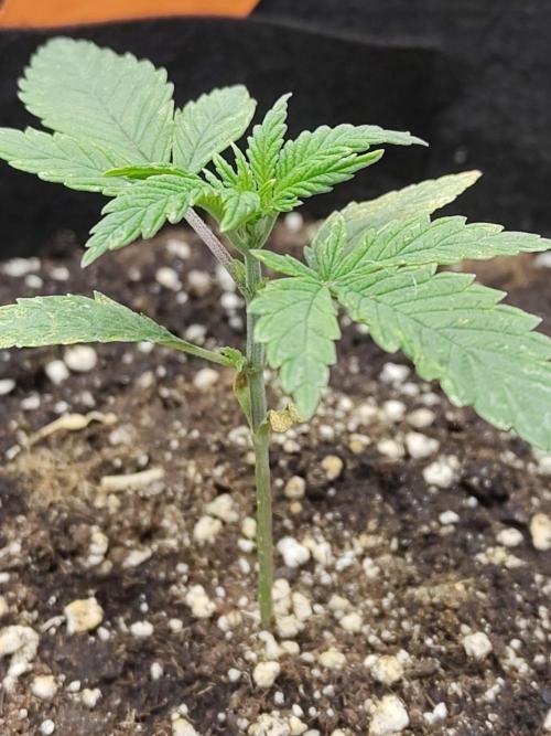 Fast Buds – Jack Herer. Week 2