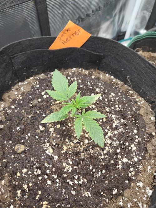 Fast Buds – Jack Herer. Week 2