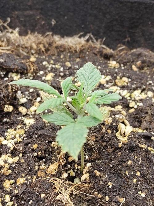 Fast Buds – LSD 25. Week 3