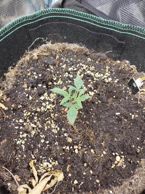 Fast Buds – LSD 25. Week 3