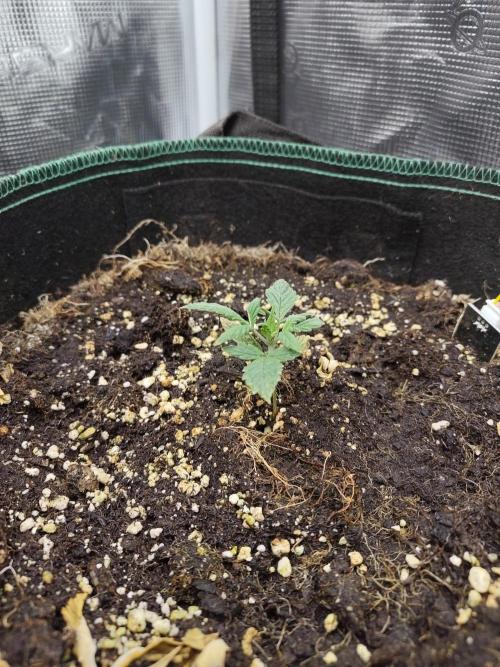 Fast Buds – LSD 25. Week 3