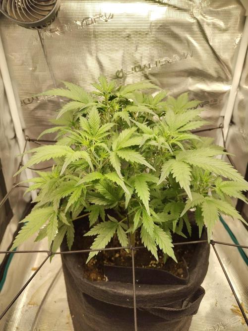 White Label White Diesel Hasze Automatic. Week 5