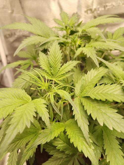 White Label White Diesel Hasze Automatic. Week 5