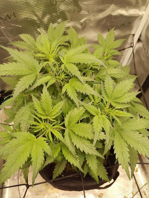 White Label White Diesel Hasze Automatic. Week 5